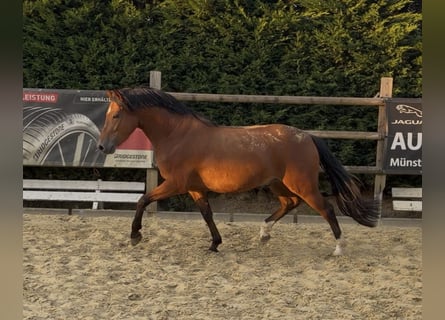 German Riding Pony, Gelding, 4 years, 15 hh, Brown