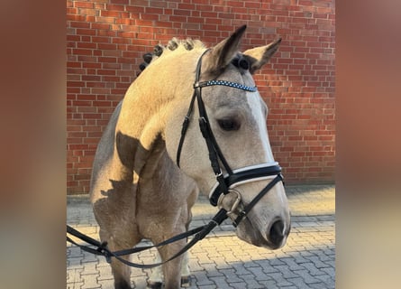 German Riding Pony, Gelding, 4 years, 15 hh, Brown Falb mold