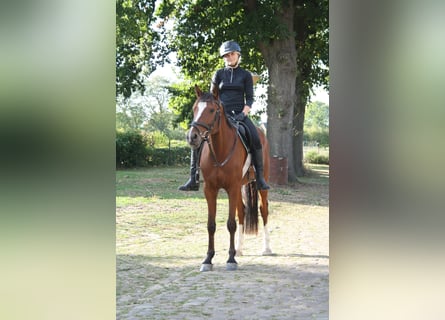 German Riding Pony, Gelding, 4 years, 15 hh, Brown