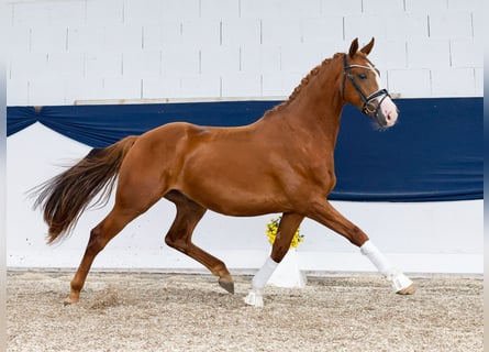 German Riding Pony, Gelding, 4 years, 15 hh, Chestnut-Red