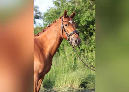 German Riding Pony, Gelding, 4 years, 15 hh, Chestnut-Red