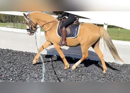 German Riding Pony, Gelding, 4 years, 15 hh, Palomino