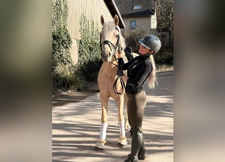 German Riding Pony, Gelding, 4 years, 15 hh, Palomino