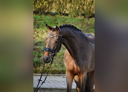 German Riding Pony, Gelding, 4 years, 15,1 hh, Brown