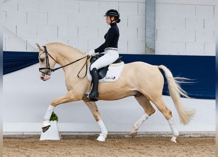 German Riding Pony, Gelding, 4 years, 15,1 hh, Palomino