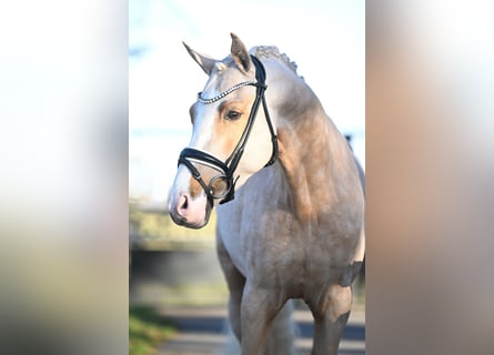 German Riding Pony, Gelding, 4 years, 15,1 hh, Palomino