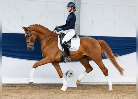 German Riding Pony, Gelding, 4 years, 16 hh, Chestnut-Red