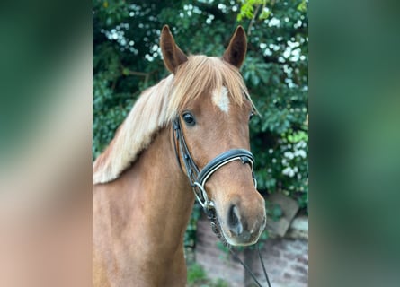 German Riding Pony, Gelding, 5 years, 13.3 hh, Chestnut-Red