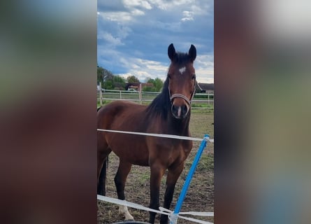 German Riding Pony, Gelding, 5 years, 14.1 hh, Brown