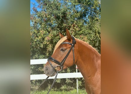 German Riding Pony, Gelding, 5 years, 14.1 hh, Chestnut-Red