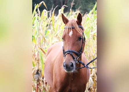 German Riding Pony, Gelding, 5 years, 14.1 hh, Chestnut-Red German Riding Pony, Gelding, 5 years, 14.1 hh, Chestnut-Red