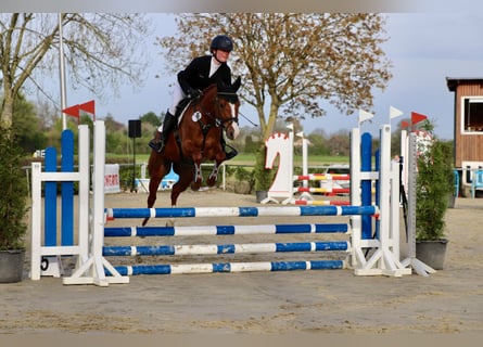 German Riding Pony, Gelding, 5 years, 14.1 hh, Chestnut-Red