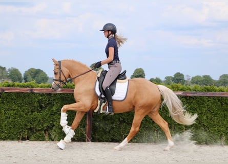 German Riding Pony, Gelding, 5 years, 14.1 hh, Palomino