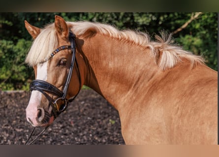 German Riding Pony, Gelding, 5 years, 14.1 hh, Palomino