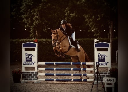 German Riding Pony, Gelding, 5 years, 14.2 hh, Chestnut-Red