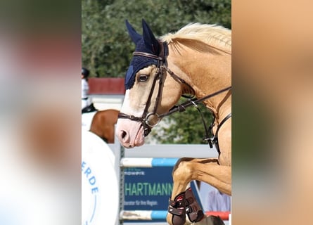 German Riding Pony, Gelding, 5 years, 14.2 hh, Palomino