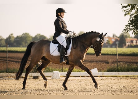 German Riding Pony, Gelding, 5 years, 14.2 hh, Roan-Blue