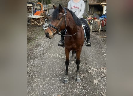 German Riding Pony, Gelding, 5 years, 14.3 hh, Brown