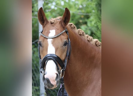 German Riding Pony, Gelding, 5 years, 14.3 hh, Chestnut-Red