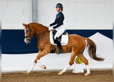 German Riding Pony, Gelding, 5 years, 14,3 hh, Chestnut-Red