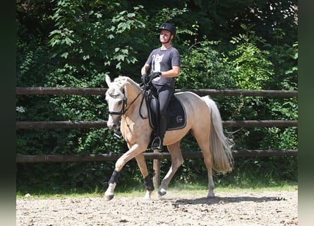 German Riding Pony, Gelding, 5 years, 14.3 hh, Palomino