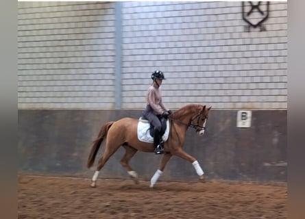 German Riding Pony, Gelding, 5 years, 14 hh, Chestnut-Red