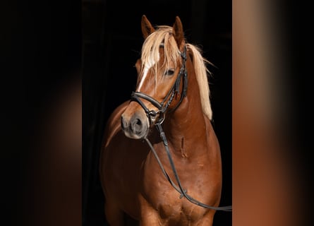 German Riding Pony, Gelding, 5 years, 14 hh, Chestnut-Red