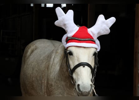 German Riding Pony, Gelding, 5 years, 14 hh, Grey