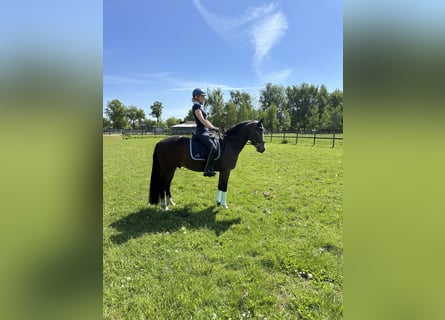 German Riding Pony, Gelding, 5 years, 14,1 hh, Bay-Dark