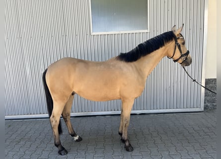 German Riding Pony, Gelding, 5 years, 14,1 hh, Buckskin