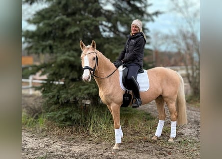 German Riding Pony, Gelding, 5 years, 14,1 hh, Palomino
