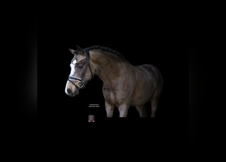 German Riding Pony, Gelding, 5 years, 14,1 hh