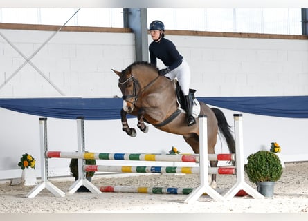 German Riding Pony, Gelding, 5 years, 14,2 hh, Brown