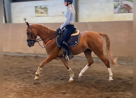 German Riding Pony, Gelding, 5 years, 14,2 hh, Chestnut-Red