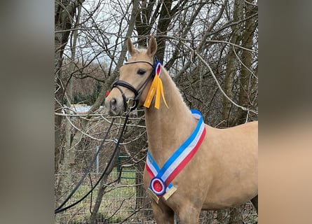 German Riding Pony, Gelding, 5 years, 15,1 hh, Palomino