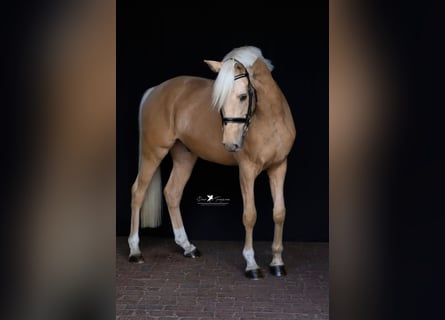 German Riding Pony, Gelding, 5 years, 15,1 hh, Palomino