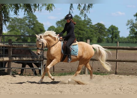 German Riding Pony, Gelding, 5 years, 15,1 hh, Palomino