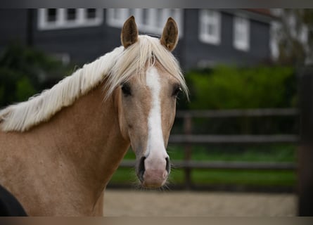 German Riding Pony, Gelding, 5 years, 15,3 hh, Palomino