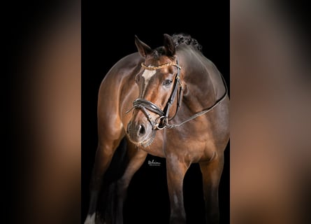 German Riding Pony, Gelding, 6 years, 14.1 hh, Bay-Dark