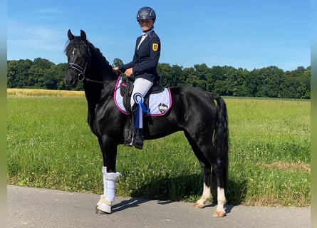 German Riding Pony, Gelding, 6 years, 14.1 hh, Black