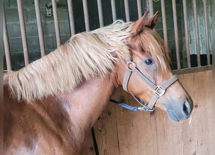 German Riding Pony, Gelding, 6 years, 14.1 hh, Chestnut-Red