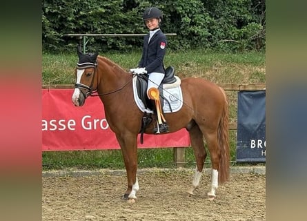 German Riding Pony, Gelding, 6 years, 14.1 hh, Chestnut-Red