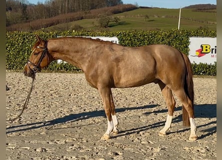 German Riding Pony, Gelding, 6 years, 14.1 hh, Chestnut-Red