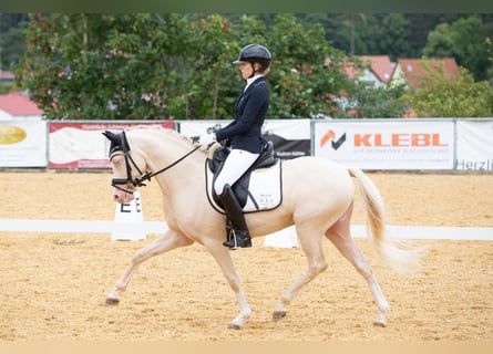 German Riding Pony, Gelding, 6 years, 14.1 hh, Cremello