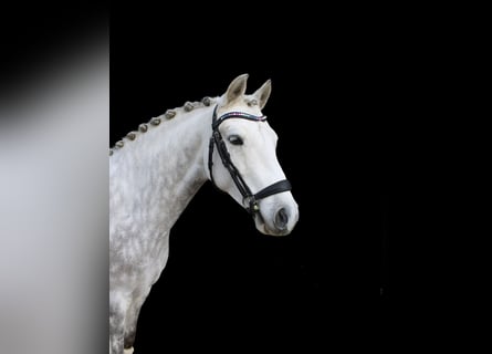 German Riding Pony, Gelding, 6 years, 14.1 hh, Grey-Dapple