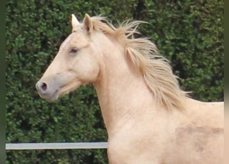 German Riding Pony, Gelding, 6 years, 14.1 hh, Palomino