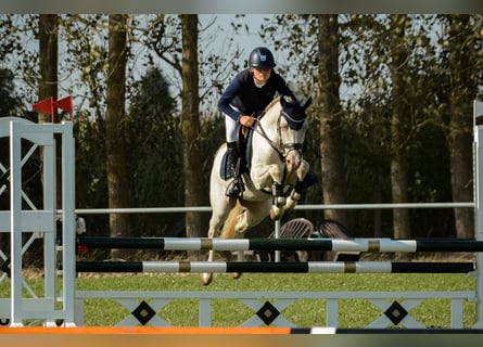 German Riding Pony, Gelding, 6 years, 14.1 hh, Perlino German Riding Pony, Gelding, 6 years, 14.1 hh, Perlino