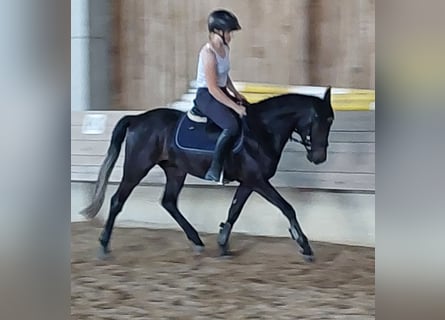German Riding Pony, Gelding, 6 years, 14.1 hh, Smoky-Black