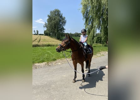 German Riding Pony, Gelding, 6 years, 14.2 hh, Brown