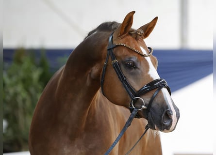 German Riding Pony, Gelding, 6 years, 14.2 hh, Chestnut